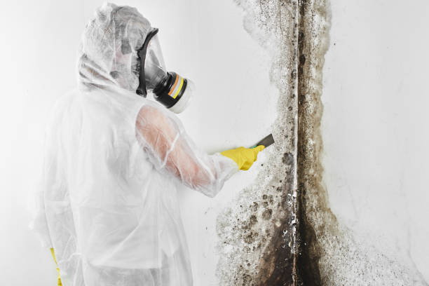 Best Mold Damage Repair  in Beaver, UT