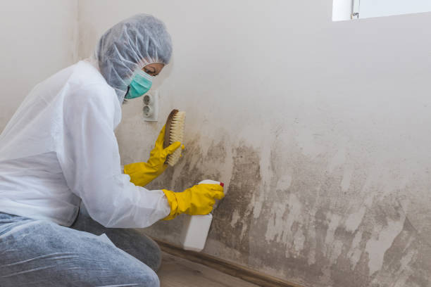 Best Black Mold Removal  in Beaver, UT